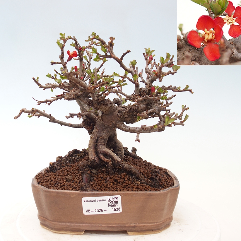Bonsai voor buiten - Chaneomeles speciosa - Kweepeer