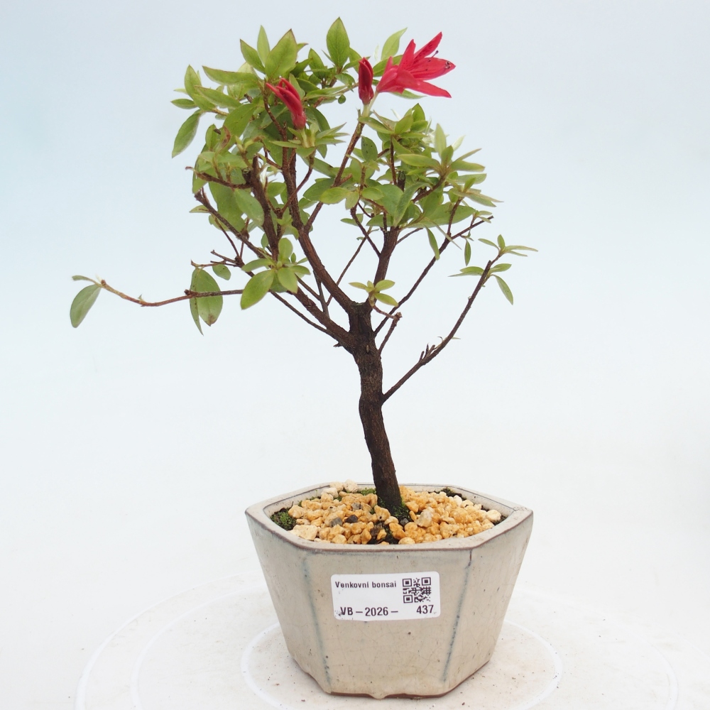 Bonsai voor buiten - Japanse azalea - Azalea sp.