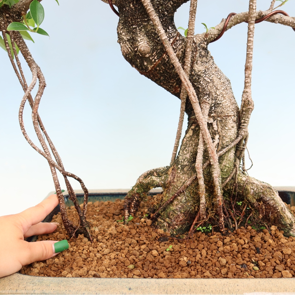 Kamerbonsai - Ficus kimmen - kleinbladige ficus