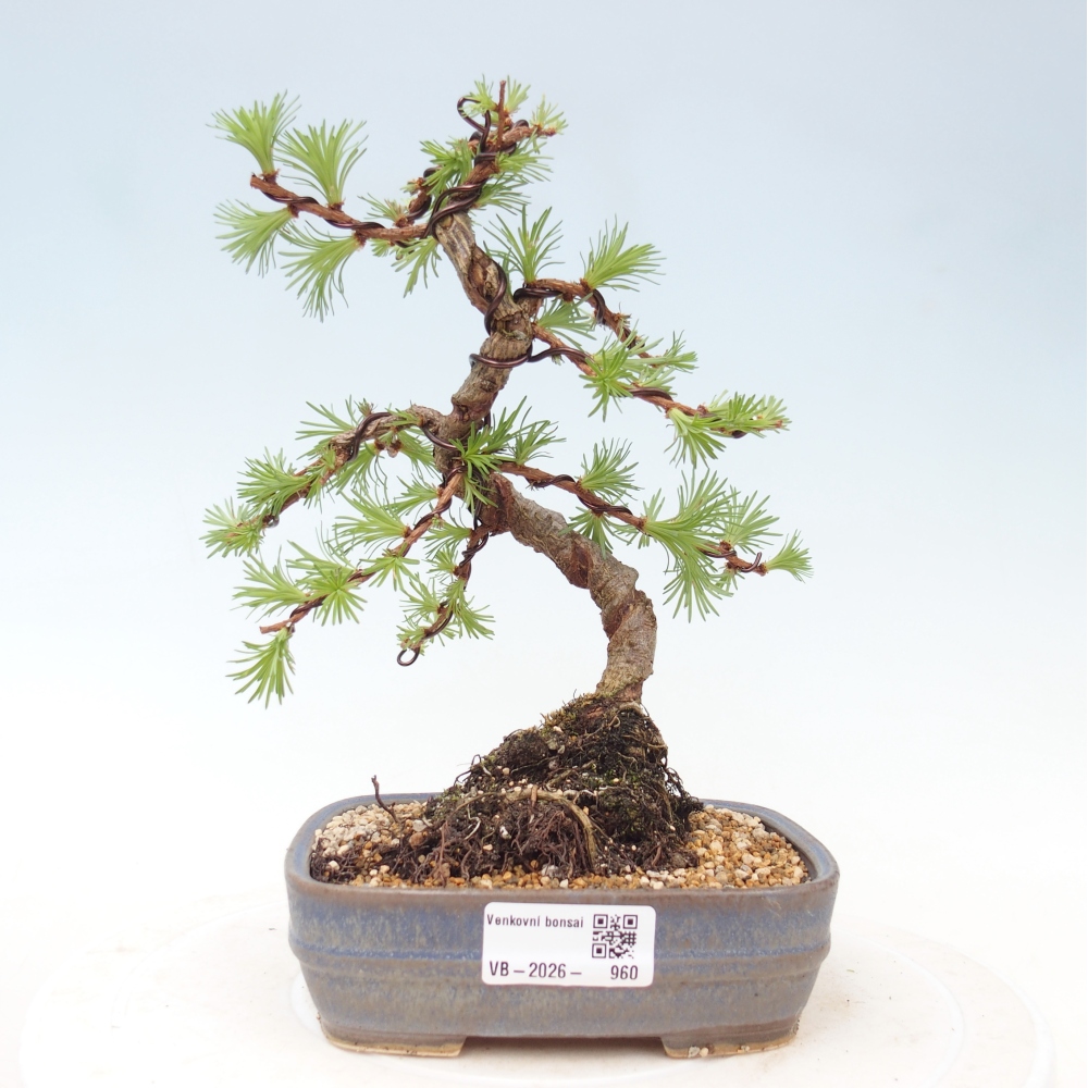 Bonsai voor buiten - Larix Kaempferi - Japanse lariks