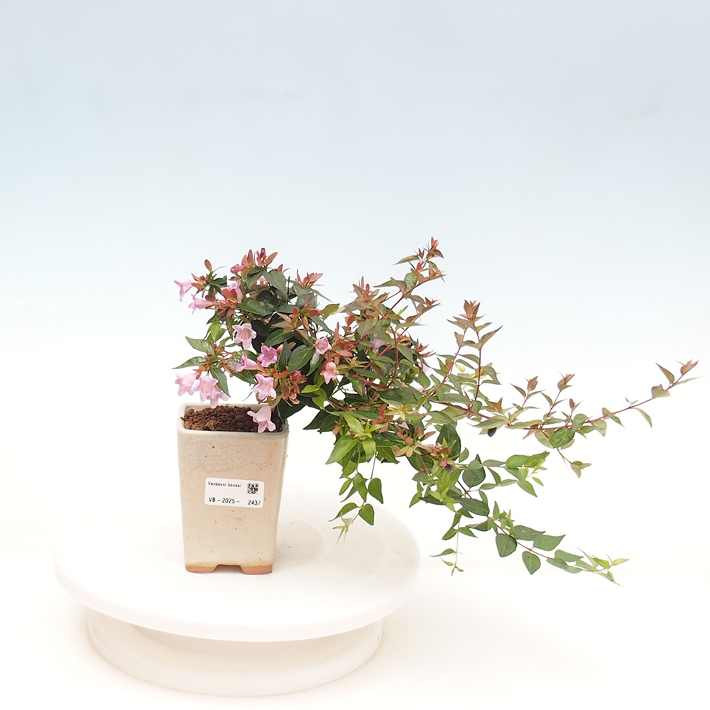 Bonsai voor buiten - Abelia Grandiflora - Abelia grandiflora