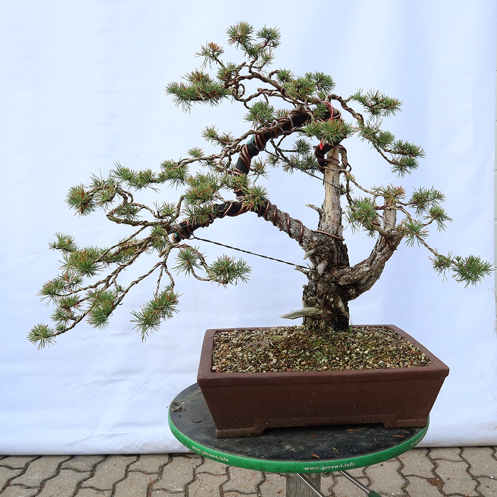 Pinus sylvestris Spanje - grove den