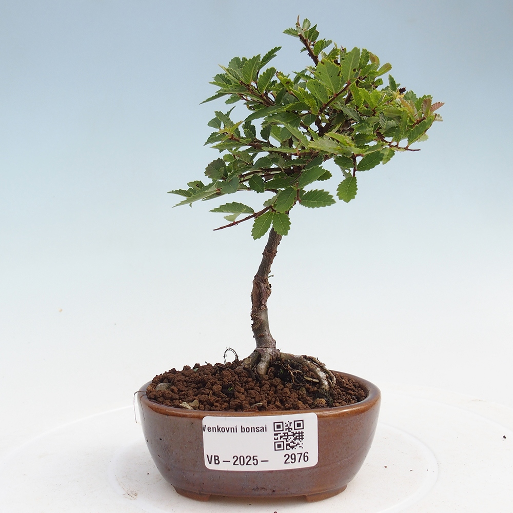 Bonsai voor buiten - Ulmus parvifolia Sagei - Kleinbladige iep