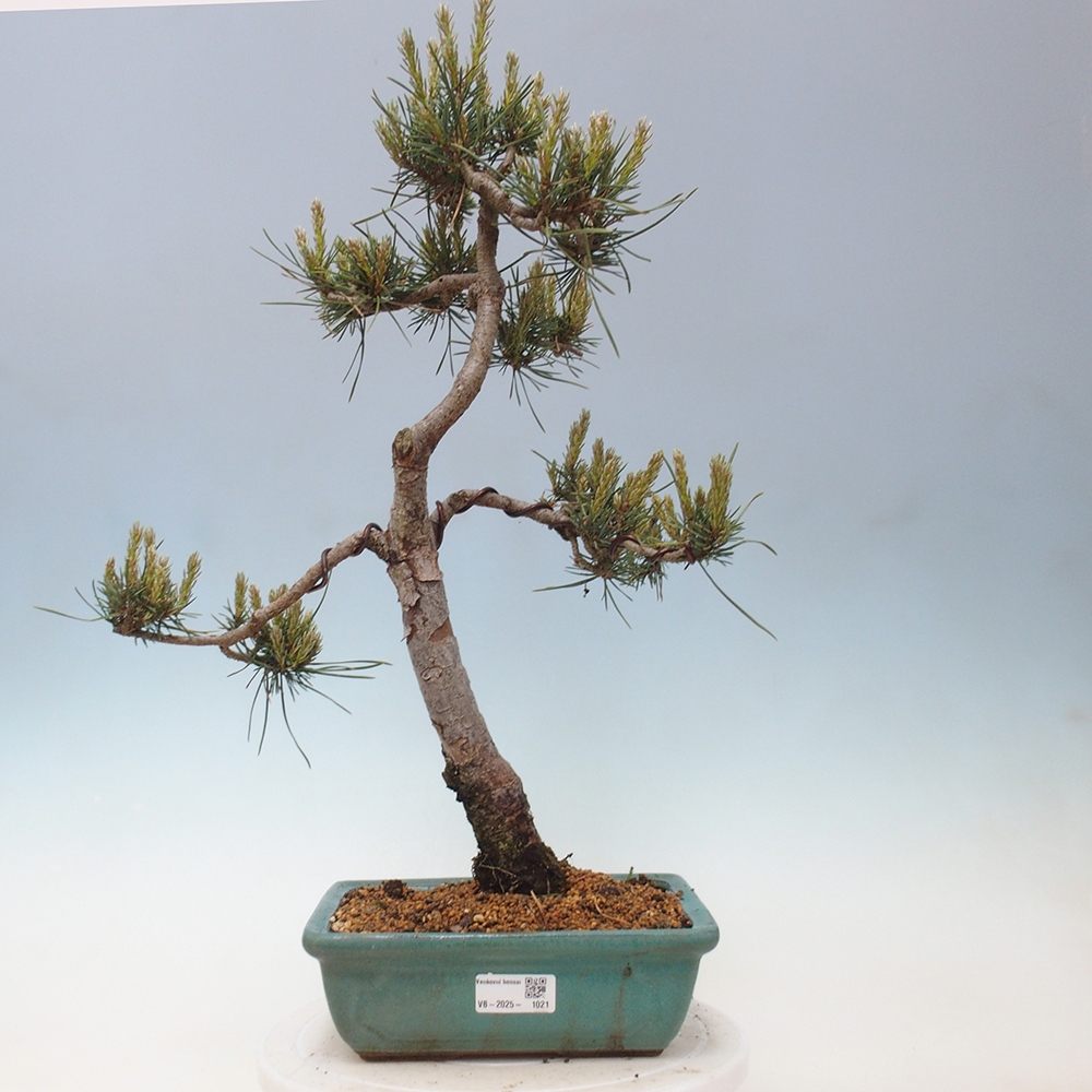 Bonsai voor buiten - Pinus Sylvestris Watererri - grove den