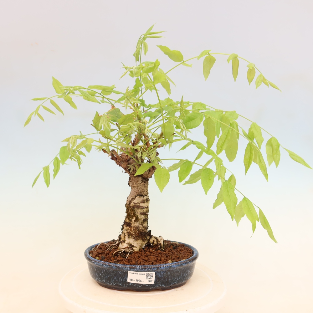 Bonsai voor buiten - Wisteria floribunda
