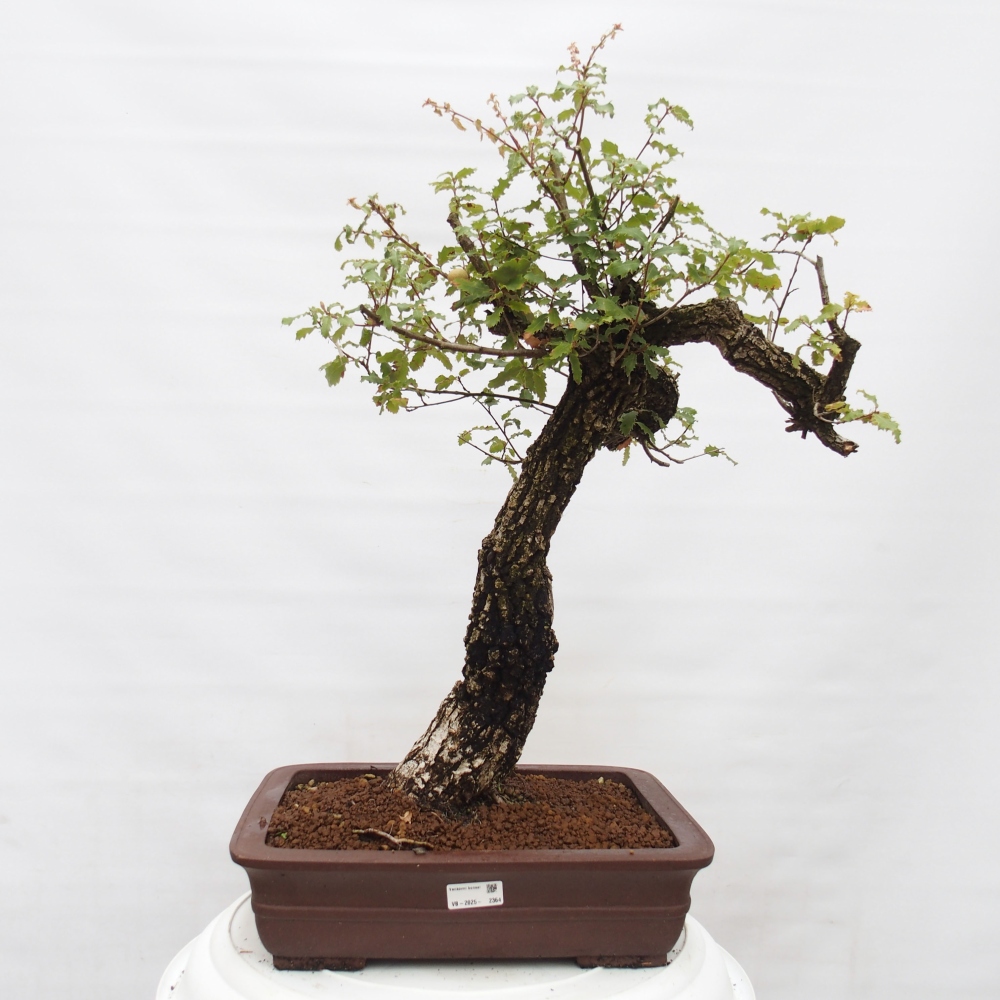 Yamadori - Quercus Ilex -Oakhulst