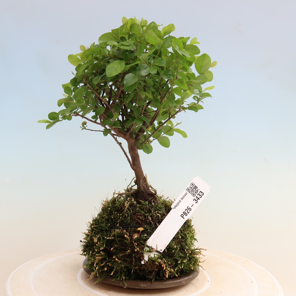 Kokedama met schaal - Sagerécie thea - Sagerécie thea