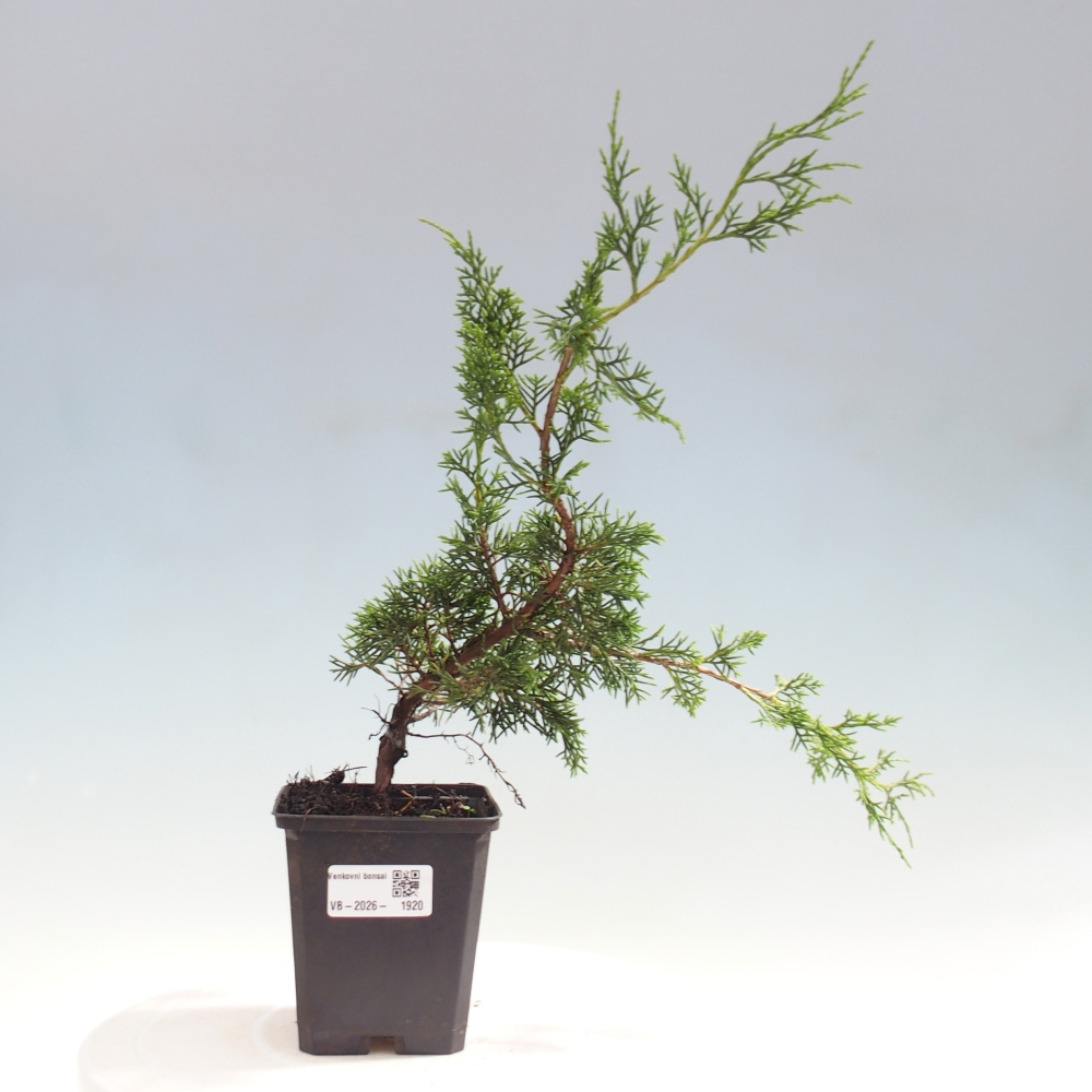 Bonsai voor buiten - Juniperus chinensis Itoigawa