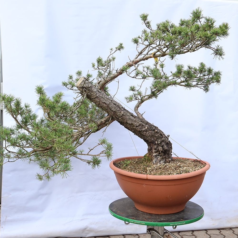 Pinus sylvestris Spanje - grove den