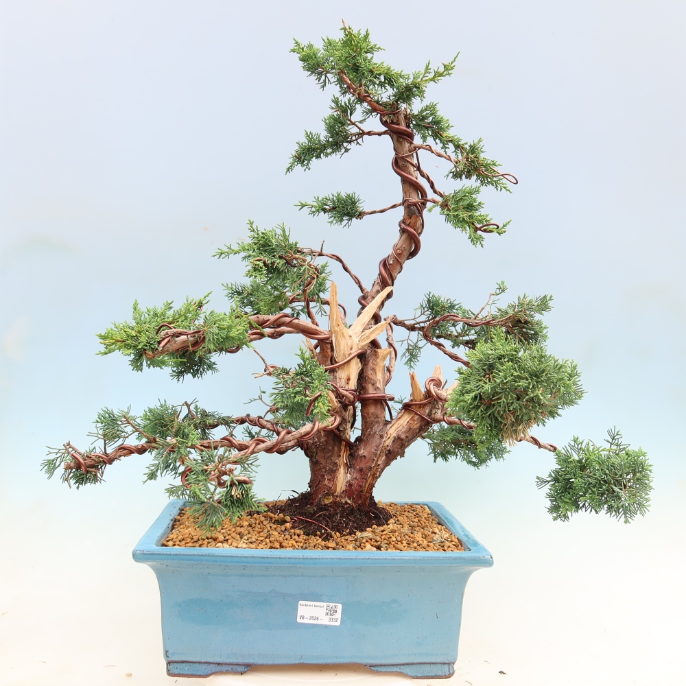 Bonsai voor buiten - Juniperus chinensis Kishu