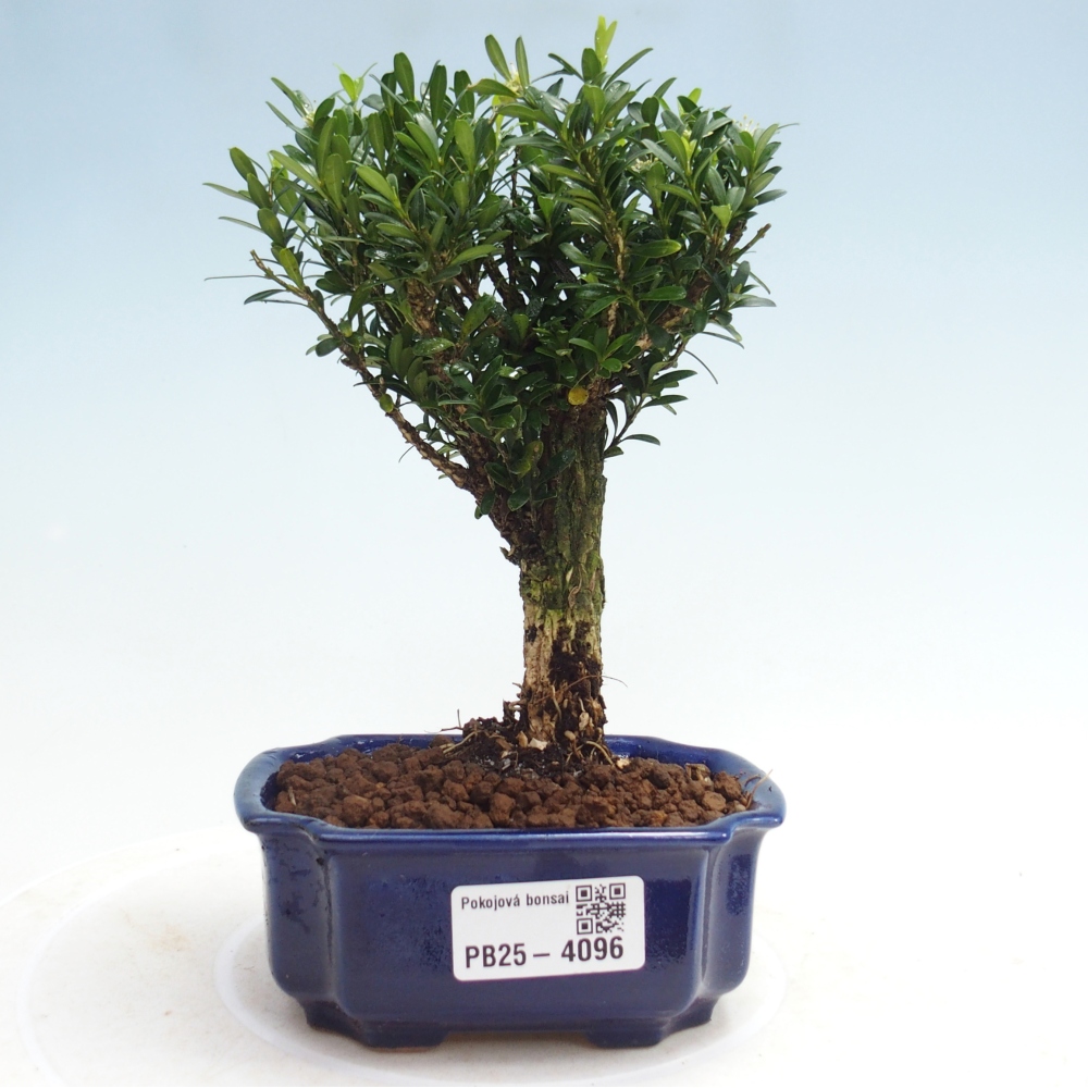 Kamerbonsai - Buxus harlandii - kurk buxus