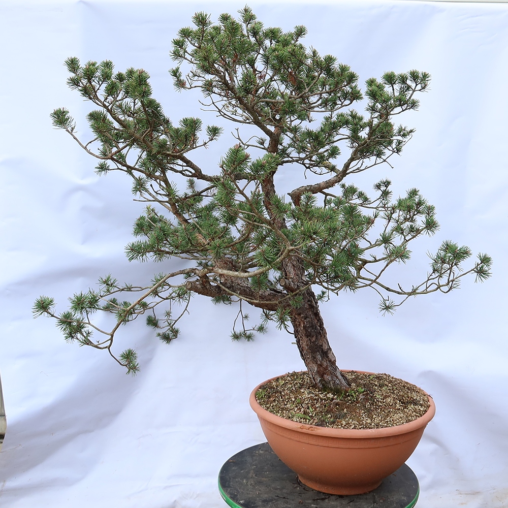 Pinus sylvestris Spanje - grove den