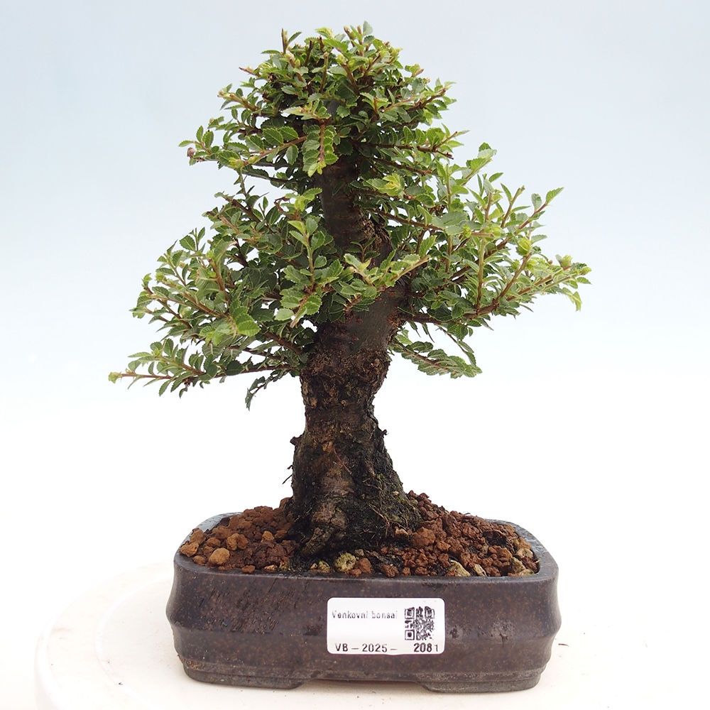 Bonsai voor buiten - Ulmus parvifolia Hokkaido - Chinese iep