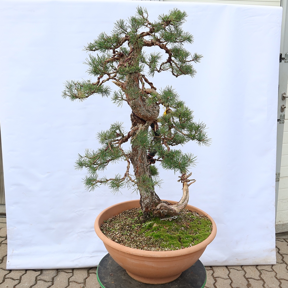 Pinus sylvestris Spanje - grove den