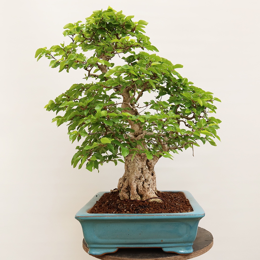 Bonsai voor buiten -Carpinus Coreana - Koreaanse haagbeuk
