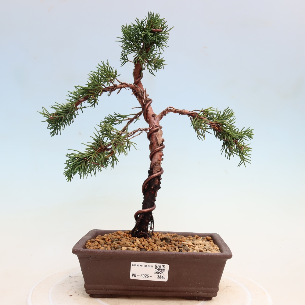 Bonsai voor buiten - Juniperus chinensis Kishu