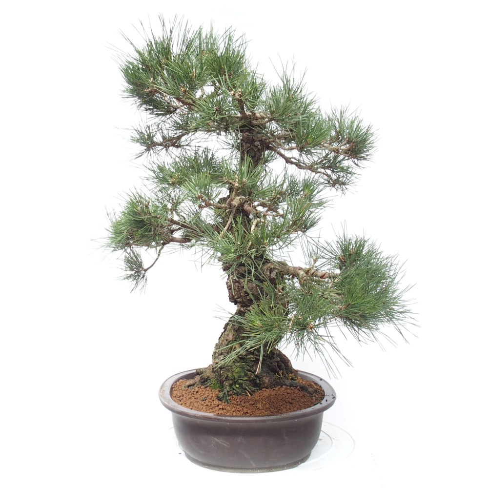 Bonsai voor buiten - Pinus thunbergii - Thunberg den