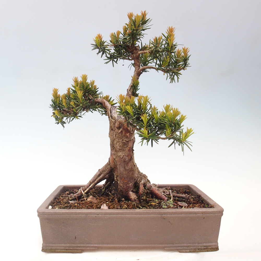Bonsai voor buiten - Taxus cuspidata - Japanse Taxus