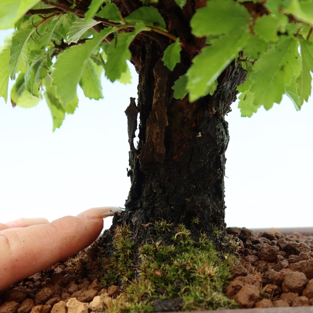 Bonsai voor buiten - Zelkova - Zelkova NIRE
