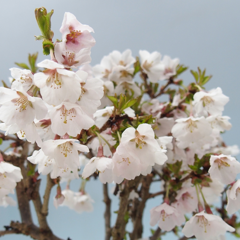 Bonsai voor buiten - Prunus incisa Kojou-no mai-Plivon uitgesneden