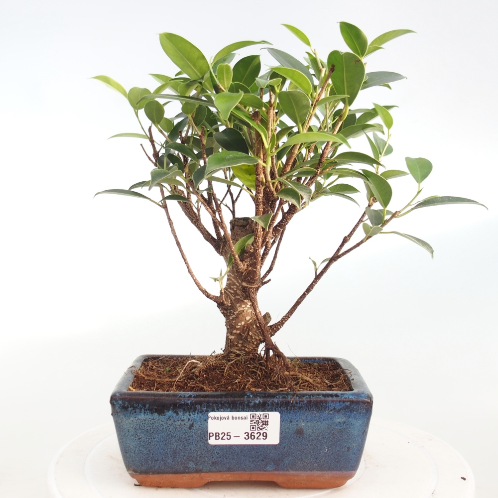 Kamerbonsai - Ficus retusa - kleinbladige ficus