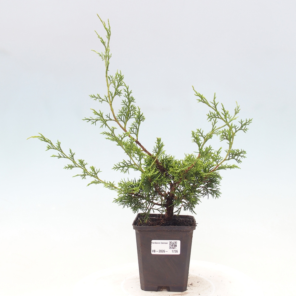 Bonsai voor buiten - Juniperus chinensis Itoigawa