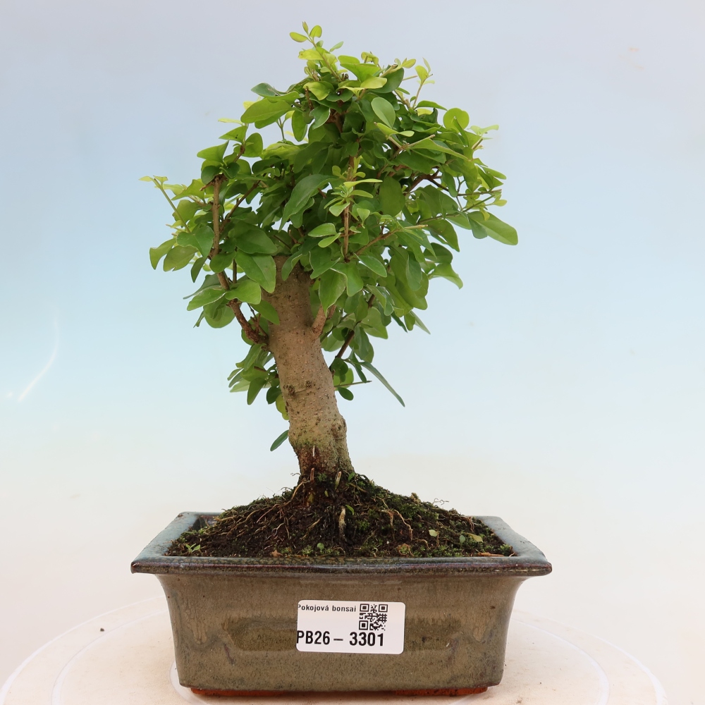 Kamerbonsai -Ligustrum chinensis - Vogelsnavel