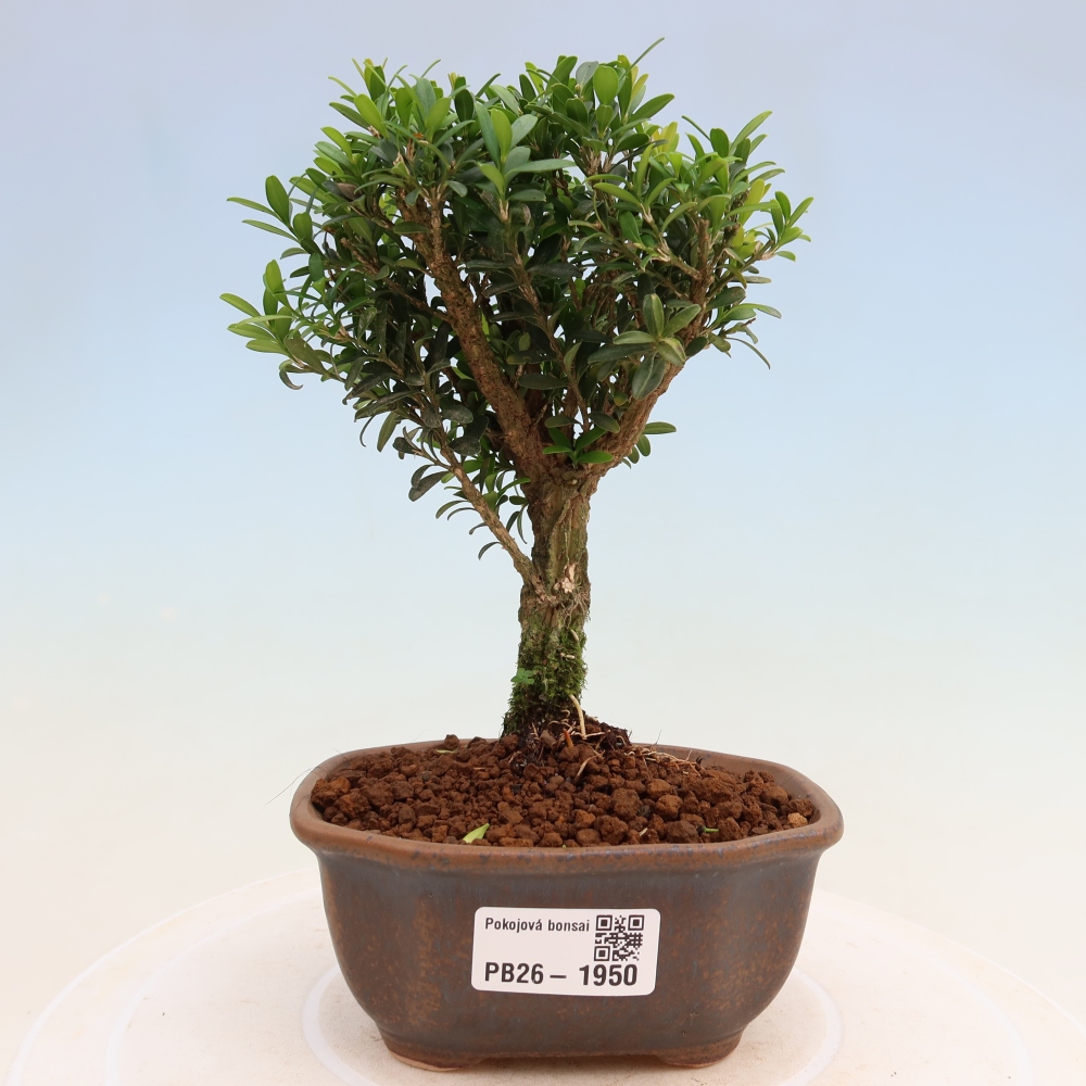 Kamerbonsai - Buxus harlandii - kurk buxus