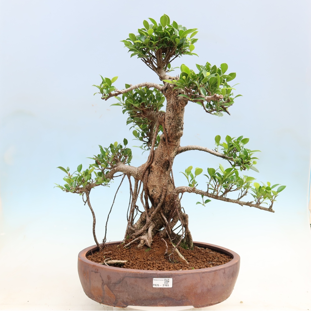 Kamerbonsai - Ficus kimmen - kleinbladige ficus