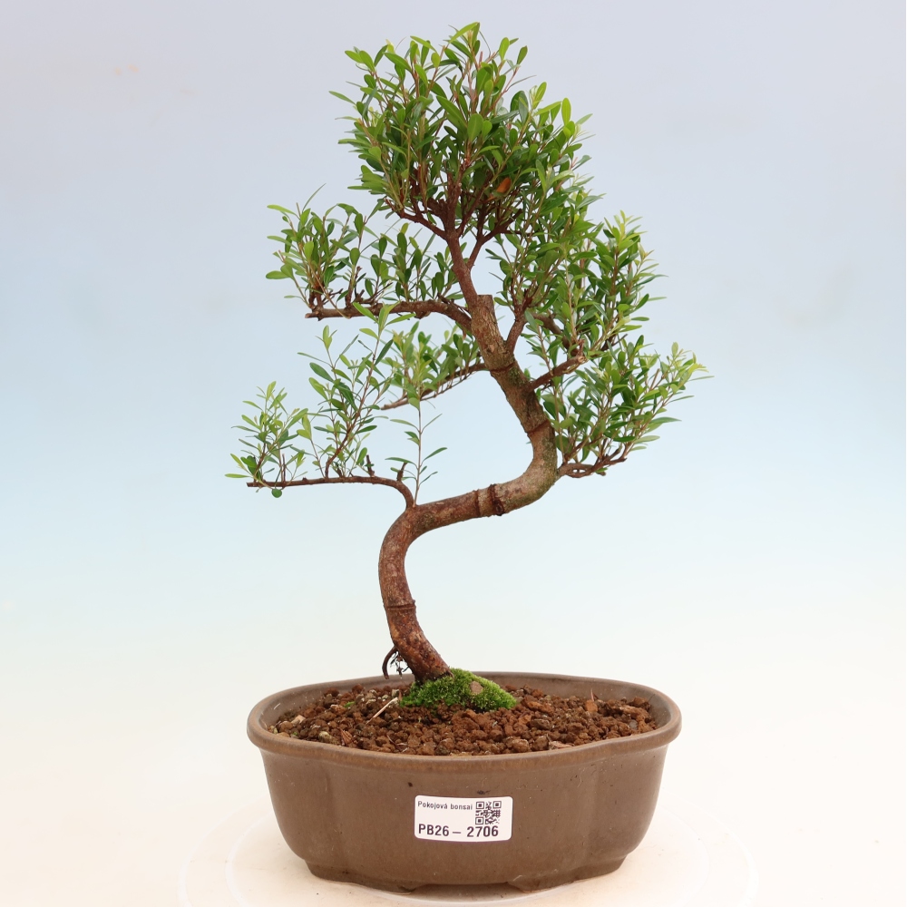 Kamerbonsai - Syzygium - Pimento