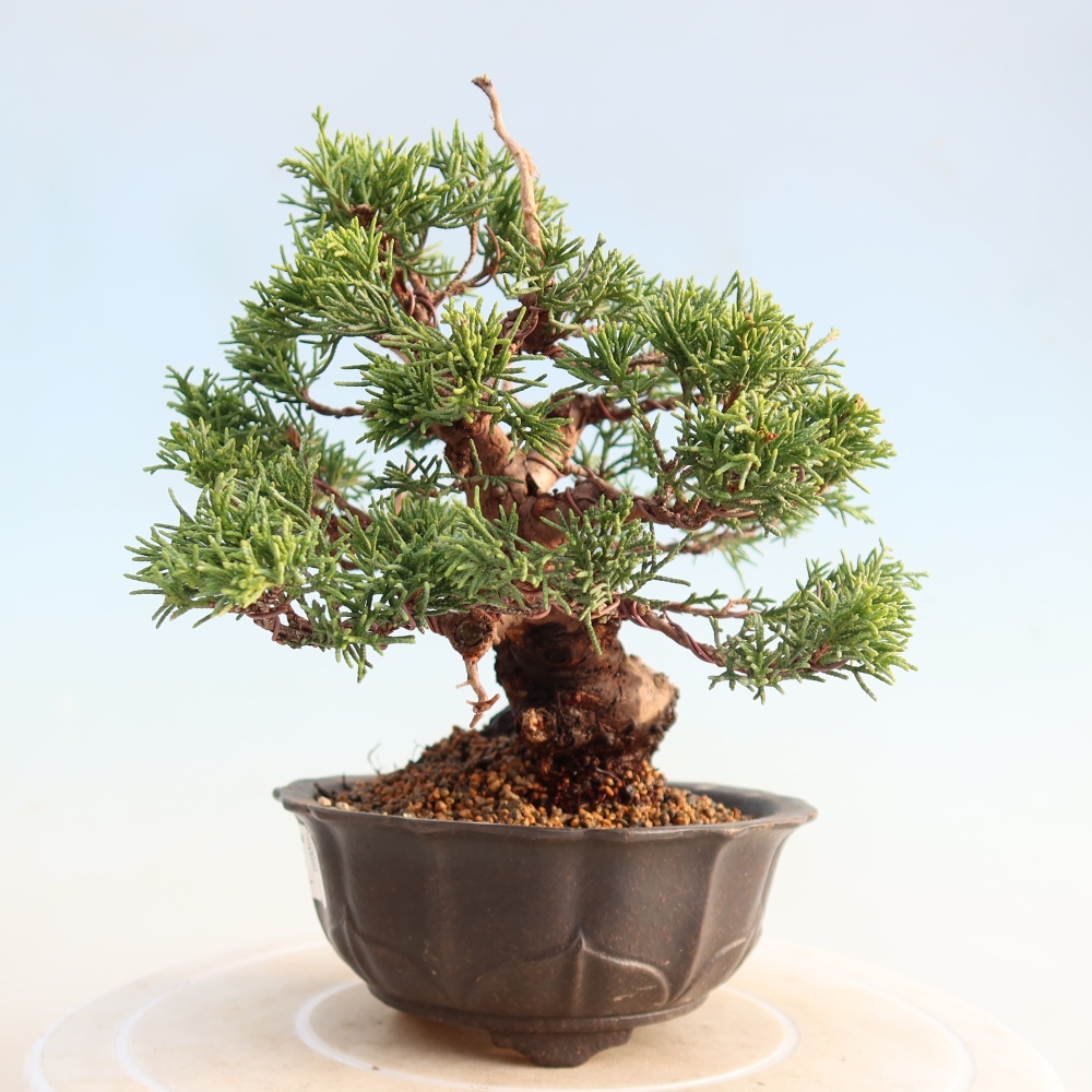 Bonsai voor buiten - Juniperus chinensis Itoigawa
