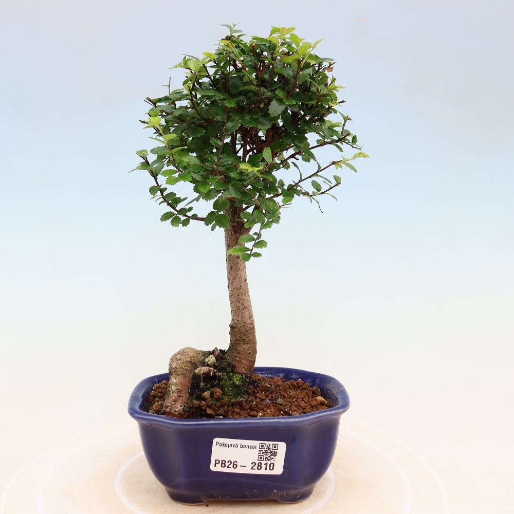Kamerbonsai - Ulmus parvifolia - Winteriep