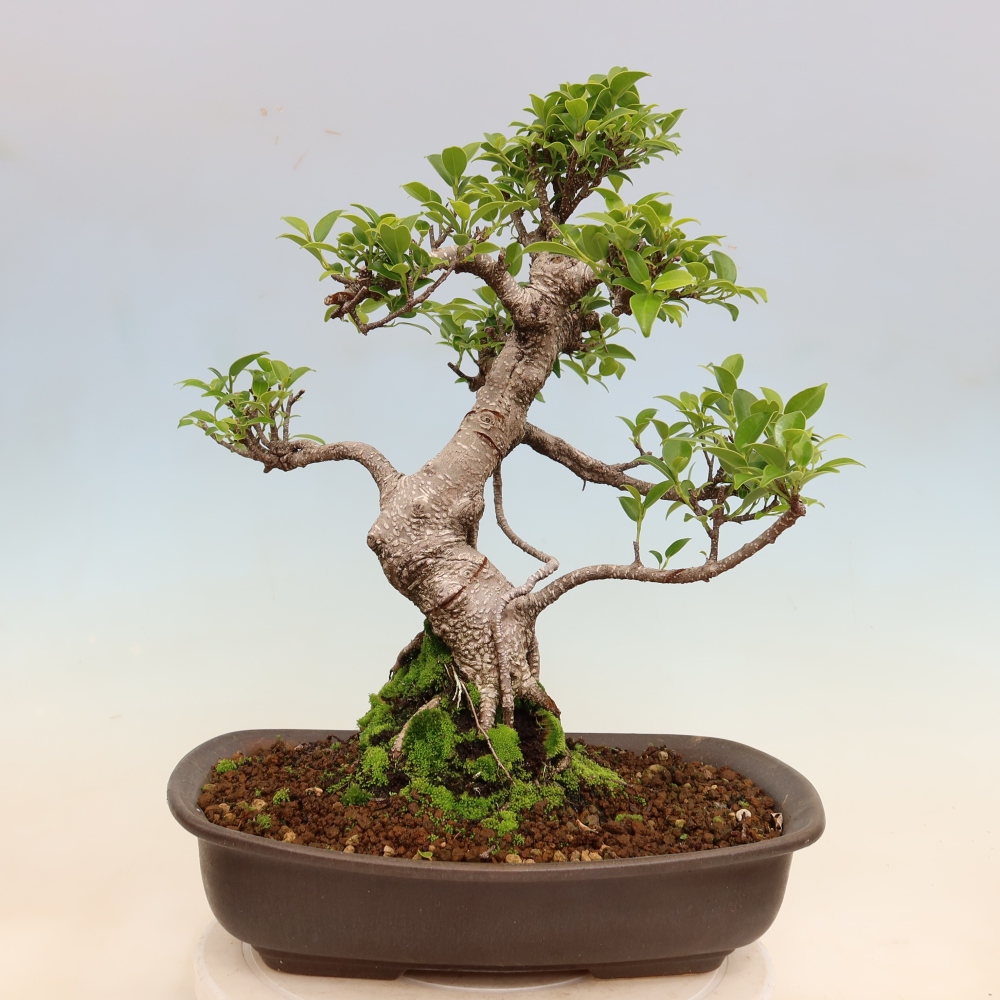 Kamerbonsai - Ficus kimmen - kleinbladige ficus