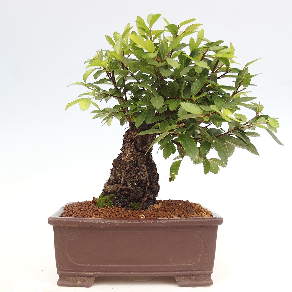 Bonsai voor buiten - Zelkova - Zelkova NIRE