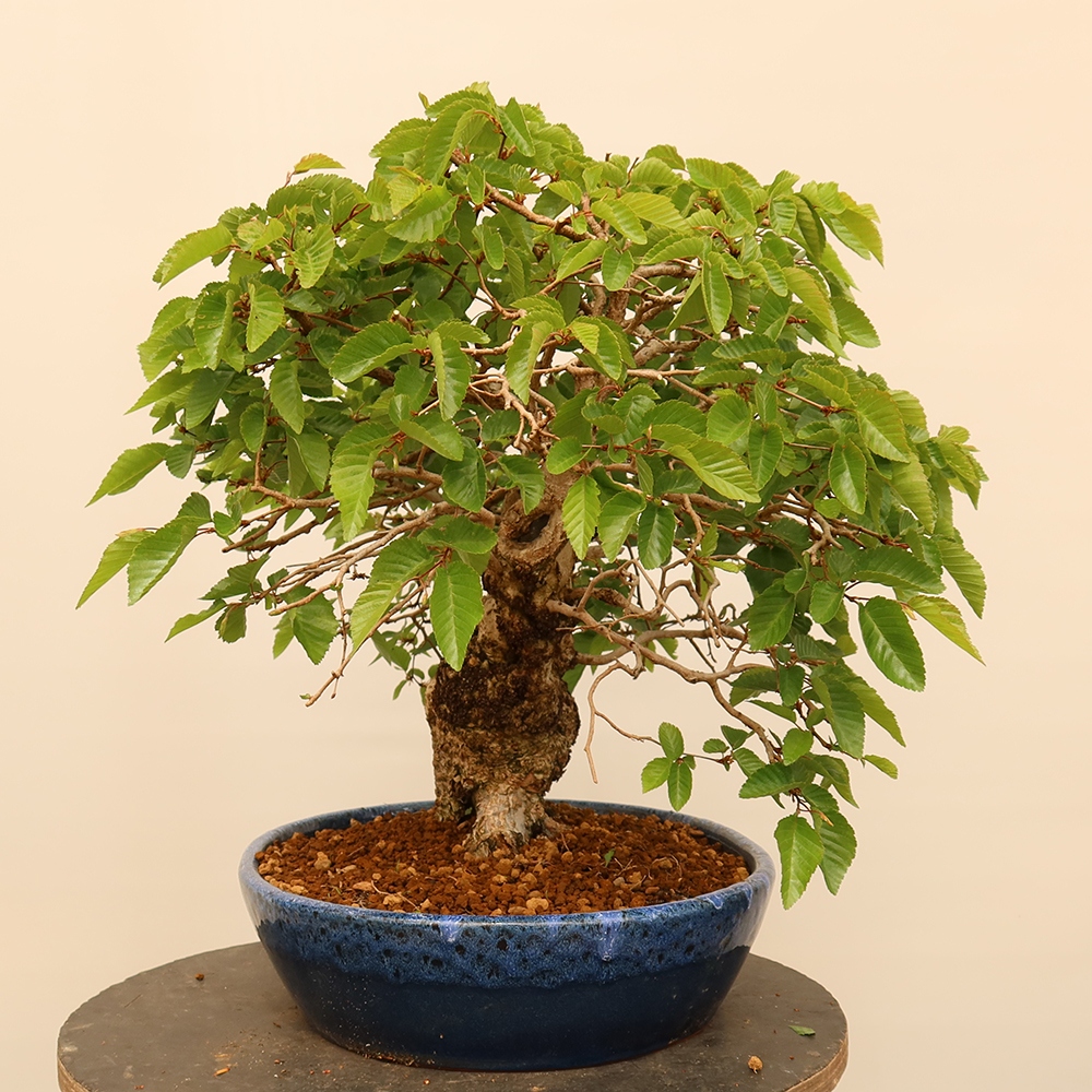 Bonsai voor buiten -Carpinus Coreana - Koreaanse haagbeuk