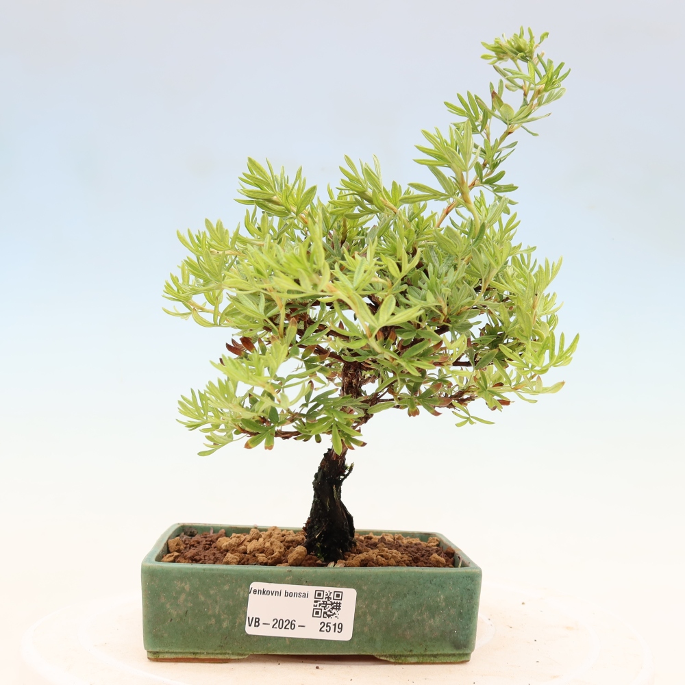 Bonsai voor buiten - Potentila fruticosa