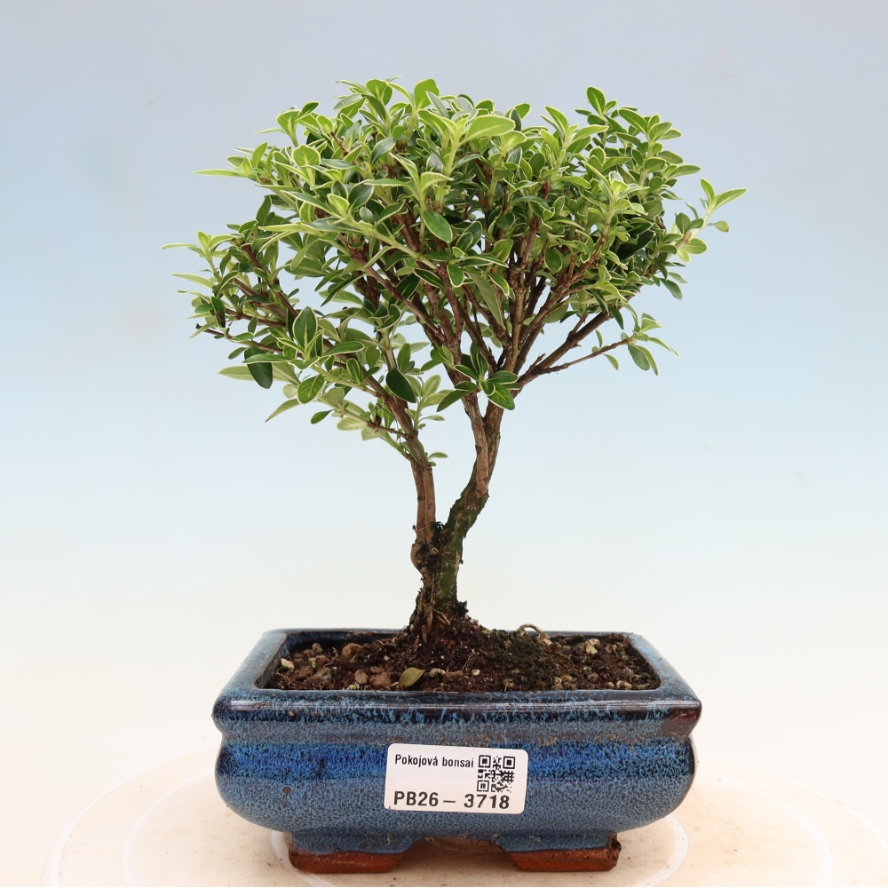 Kamerbonsai - Serissa foetida Variegata - Boom van duizend sterren
