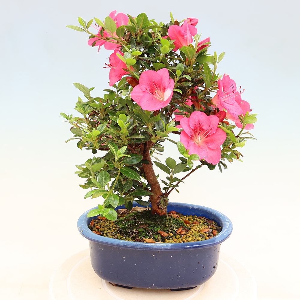 Bonsai voor buiten - Japanse Azalea - Azalea Kobai