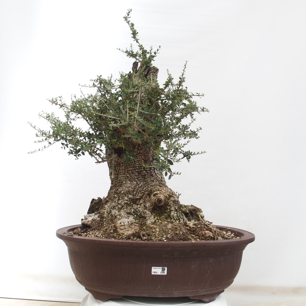 Bonsai voor binnen - Olea europaea sylvestris