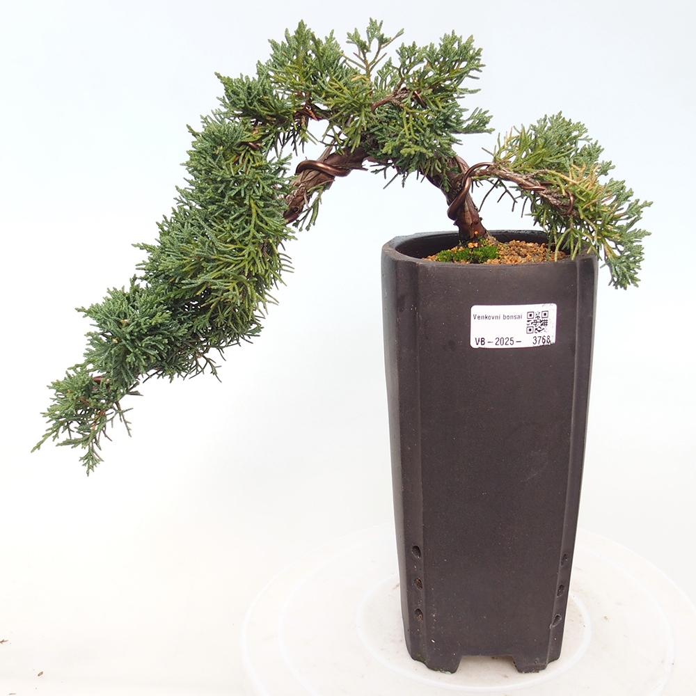 Bonsai voor buiten - Juniperus chinensis Kishu