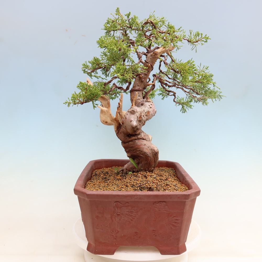 Bonsai voor buiten - Juniperus chinensis Itoigawa-Juniperus chinensis
