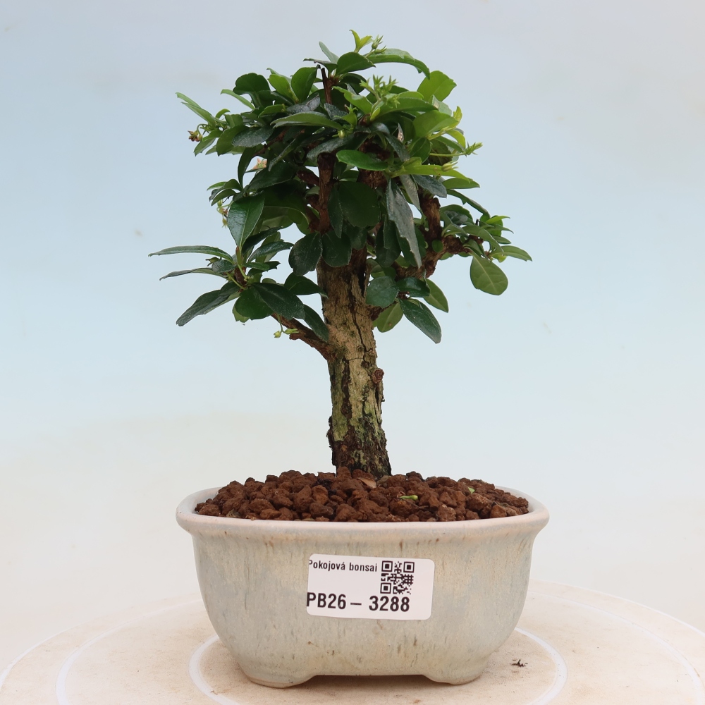 Kamerbonsai - Carmona macrophylla - Thee fuki