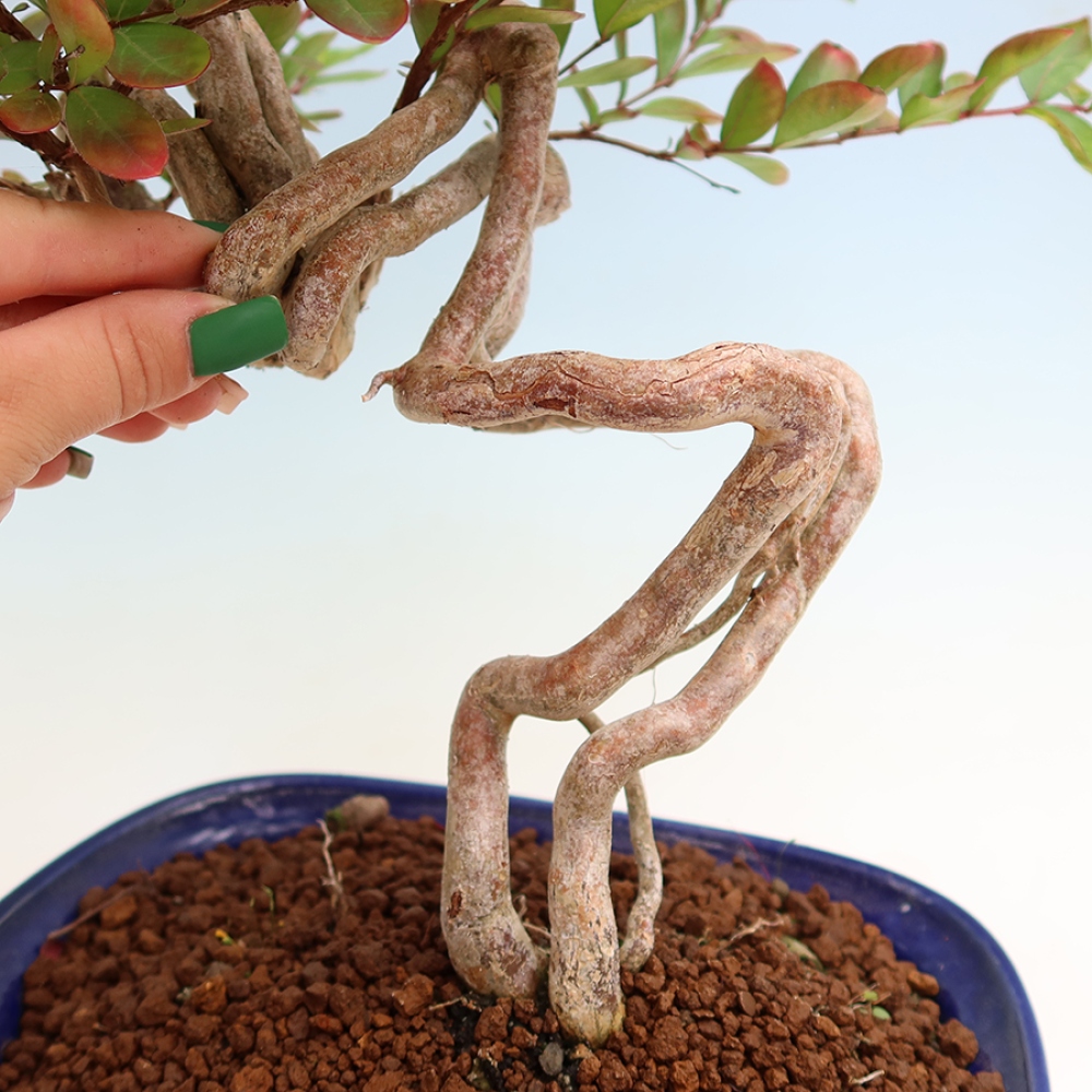 Kamerbonsai - Lagerstroemia indica - Indische seringenboom