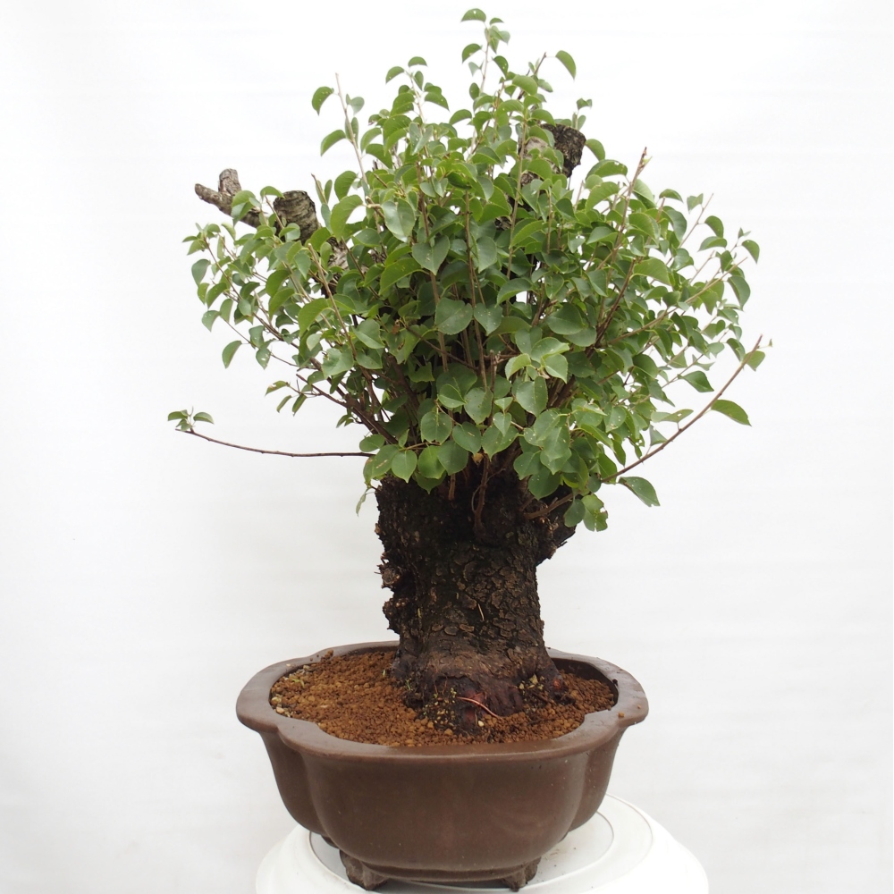 Bonsai voor buiten - Mahalebka - Prunus mahaleb