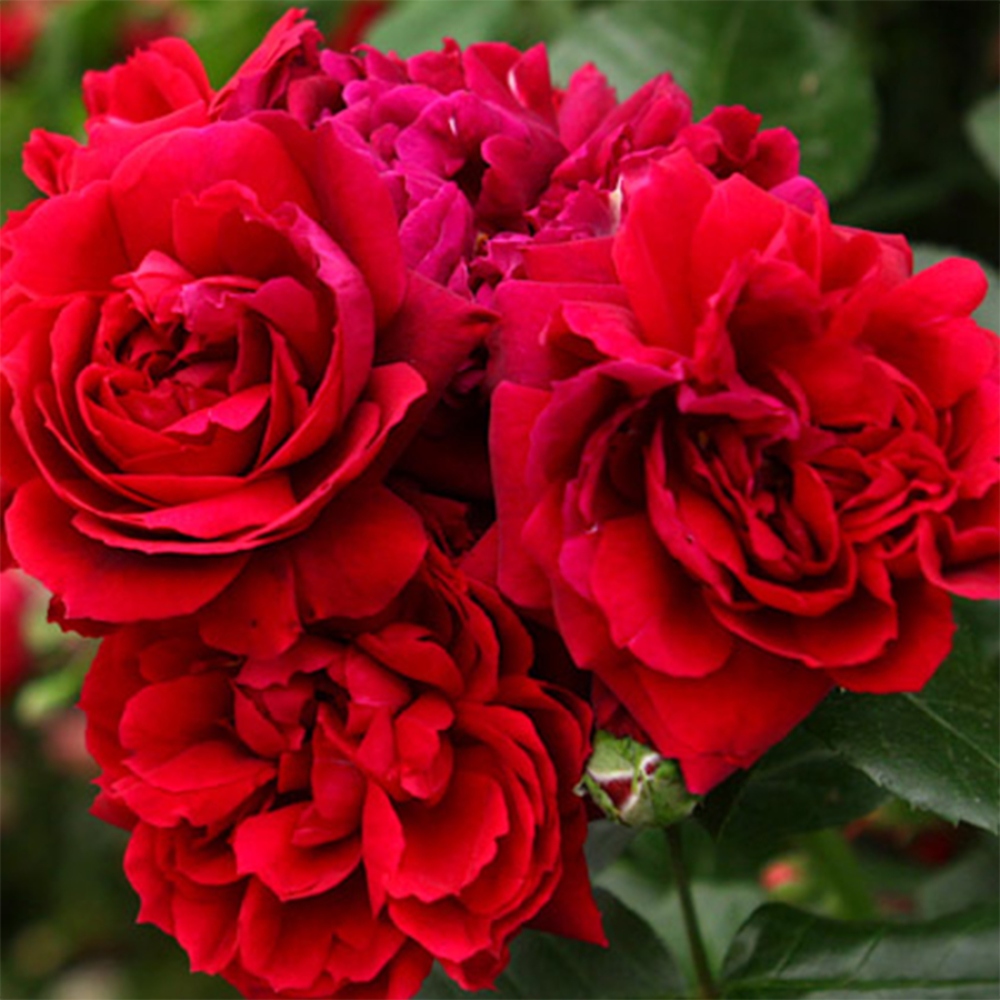 Bonsai voor buiten - Rosa Kordes - roos