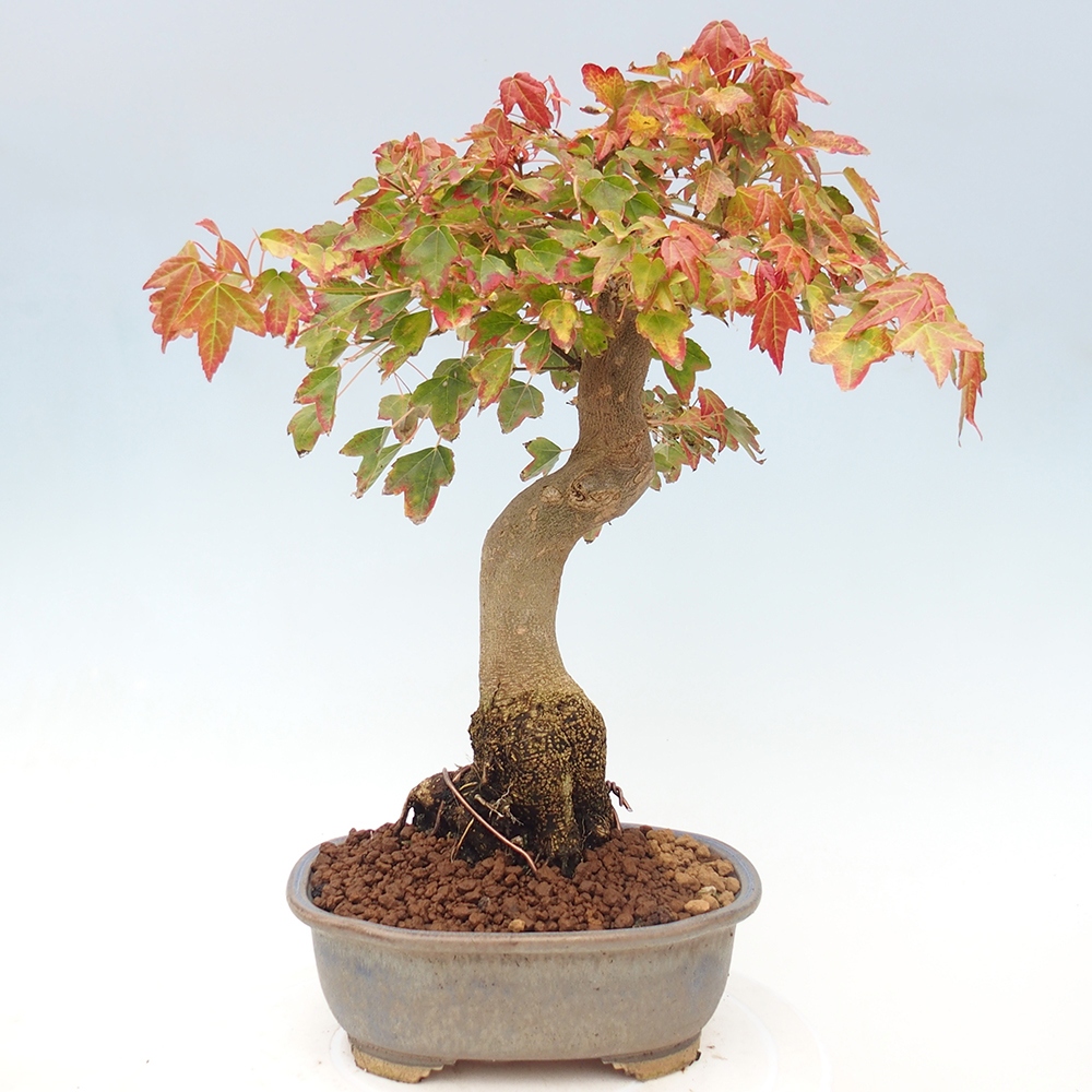 Bonsai voor buiten - Acer Buergerianum - Burgeresdoorn