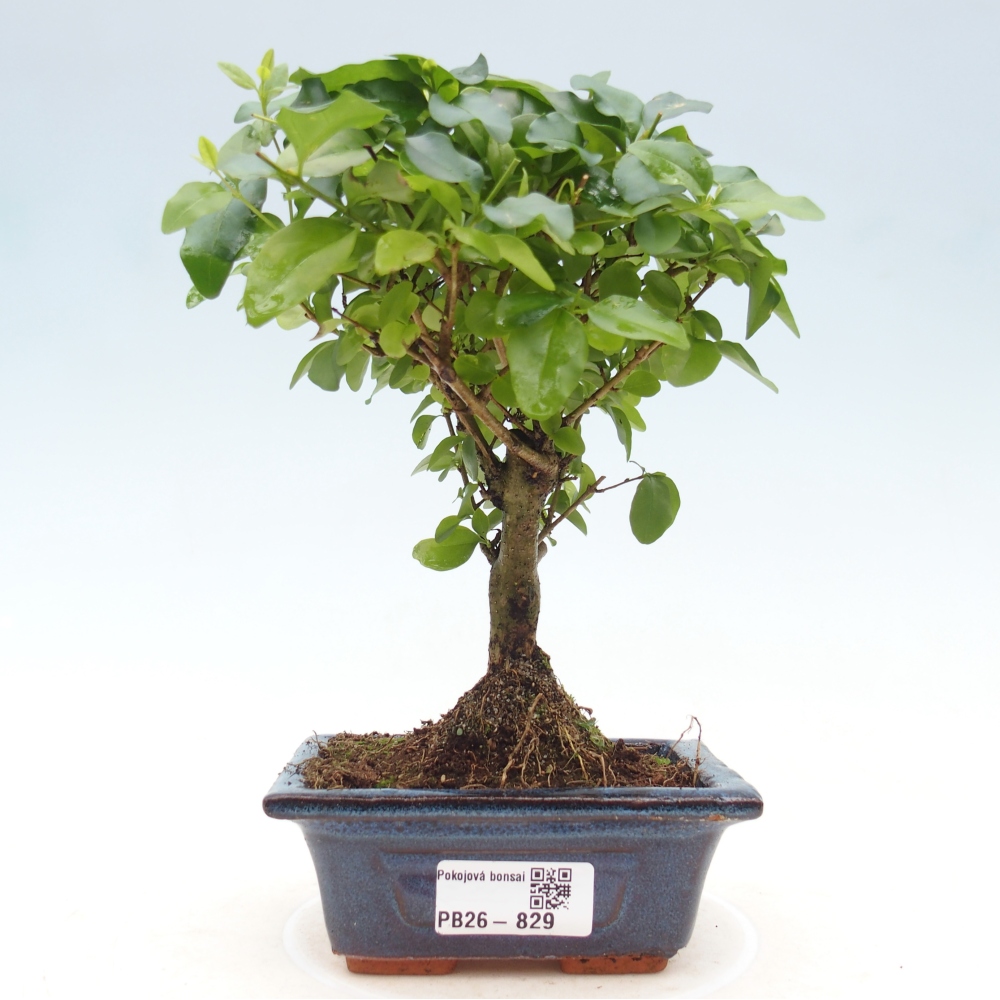 Kamerbonsai -Ligustrum chinensis - Vogelsnavel