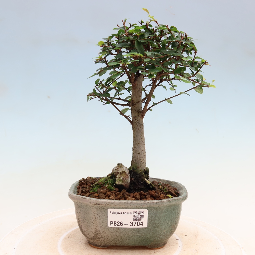 Kamerbonsai - Ulmus parvifolia - Winteriep