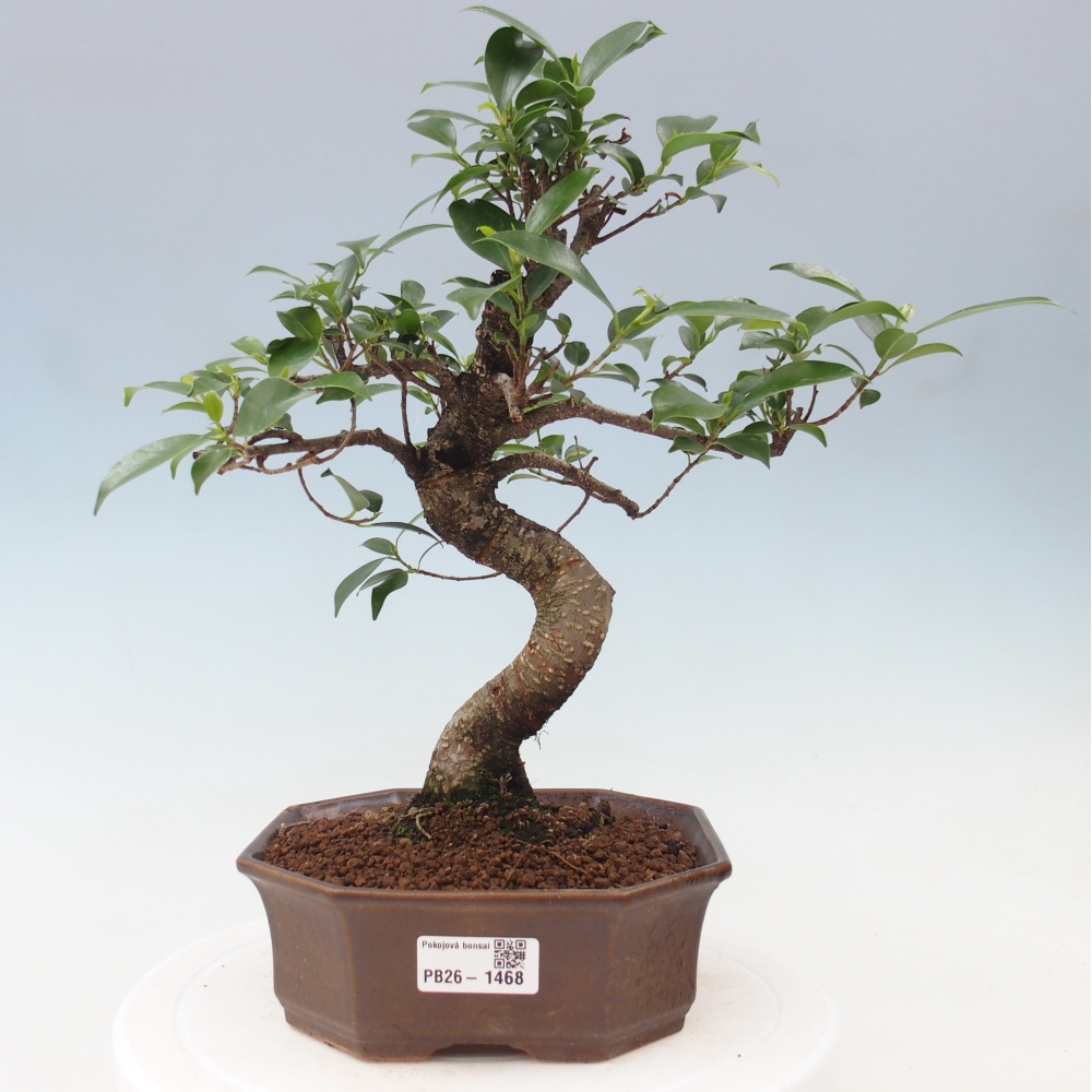 Kamerbonsai - Ficus retusa - kleinbladige ficus