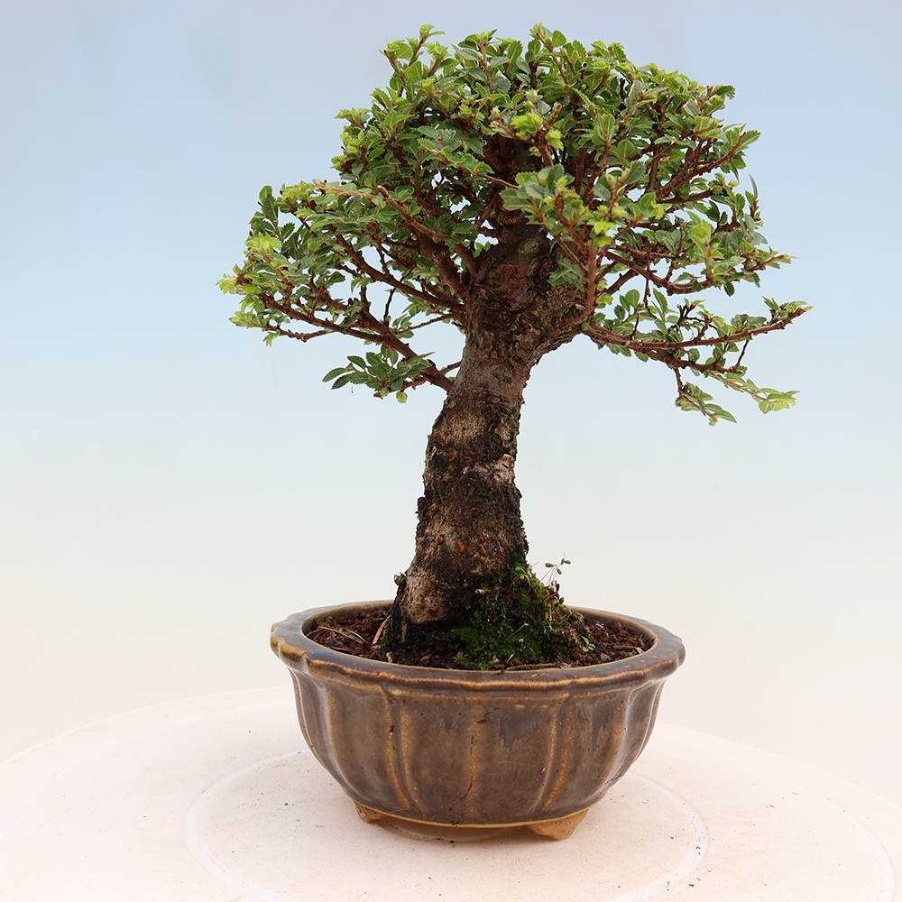 Bonsai voor buiten - Ulmus parvifolia Sagei - Kleinbladige iep